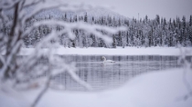 Swan wintering in Finland 