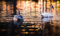 Swans at dawn 