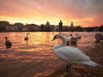 Swans Prague 
