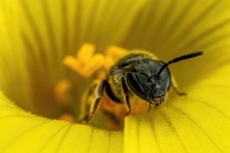 Sweat Bee in a Sourgrass Flower III 