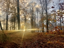Sweden autumn in the woods Frostavallen recreational area 