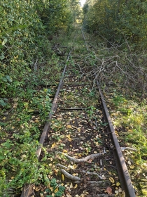 Swedish railway absorbed by forest