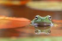 Swimming Frog by Ellena Susanti 