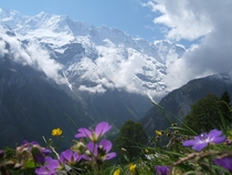 Swiss Alps Wildflowers With Snow-Capped Mountains 