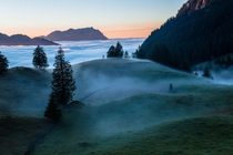 Swiss mist 