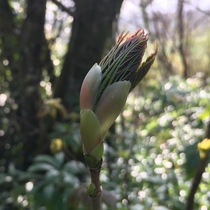 Sycamore bud looking beautiful and alien-like