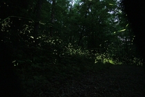 Synchronous Fireflies in the Smokies 
