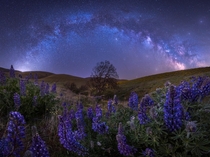 Synergy Columbia Hills WA  This is a wide angle shot of the early season milky way rising and arching over the night sky in the Southeast of WA The sky is a  shot tracked pano shot on a skywatcher star tracker and the foreground was a -shot focus stack at