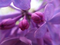 Syringa Lilac Bud Macro 