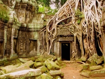 Ta Prohm Temple Cambodia 