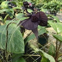 Tacca Black Bat Plant 