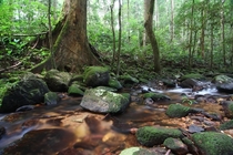 Tahan rainforest Malaysia 