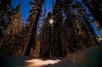 Tahoe forest snowy moon glow OC  x 