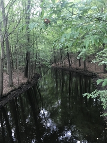 Taken in Virginia  northwest river park   OC   I took this while on the hiking trail There was a forest river you could canoe on It was too perfect not to take a picture of Hope its reddit worthy