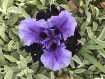 Tall Bearded Iris Fatal Attraction from my flower garden 