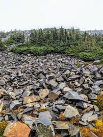 Talus while hiking in Mt Rainier National Park 