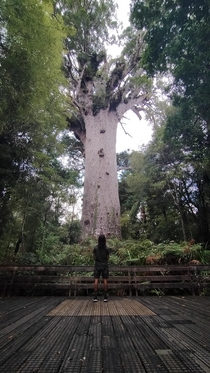 Tane Mahuta today I saw the bigest Kauri tree Alive Around  years old in New Zealand