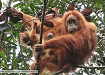 Tapanuli orangutan mother with her twin babies