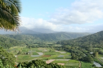 Taro fields in Hanalei Valley Kauai HI 