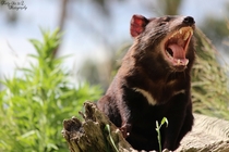 Tasmanian devil Sarcophilus harrisii  x-post rTasmanianDevils