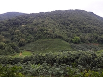 Tea farm surrounded by tropical rainforest Xishuangbanna Yunnan 