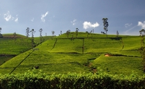 Tea Field  Sri Lanka 