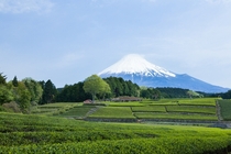 Tea garden near mount Fuji  Shizuoka 