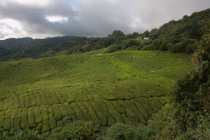 Tea Plantage Cameron Highlands Malaysia 