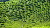Tea plantations - Cameron Highlands Malaysia 