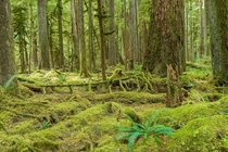 Temperate rain forest in the foothills of Mount Rainier 