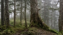 Temperate Rainforest Trail in Sitka Alaska 