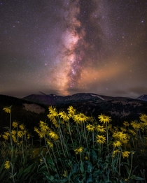 Tenmile Mountain Range Colorado Wildflower Milky Way 