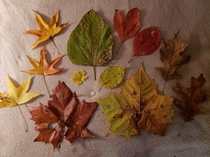 Tennessee Fall color Collected on a private trail at home Hatchie River area Sweet gum Sycamore Maple Mulberry Sassafras Oak Some of these leaves are huge The variety of color is amazing and I had to show somebody George Washington for scale