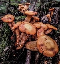 Tennessee fungi 