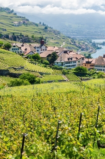 Terrace vineyards in Rivaz - Lavaux Switzerland 