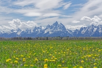 Teton range and a field of flowers  Grand Teton National Park 