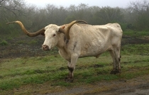 Texas Longhorn Cattle 