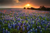 Texas Wild Flowers  Sugar Ridge TX 