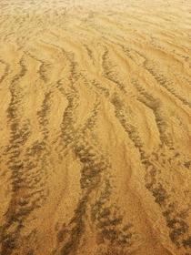 Textures of the sand dunes in Outer Banks North Carolina 