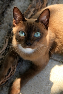 Thai cat Felis catus