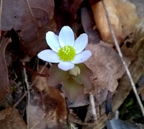 Thalictrum thalictroides Rue Anemone now flowering in the Southeastern USA 