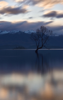 That Wanaka Tree in Otago New Zealand 