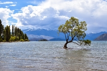 That Wanaka tree - Lake Wanaka New Zealand  