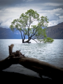 That Wanaka Tree looking very moody Wanaka New Zealand  GarrettBaespflug