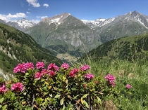The Alpenrose are blooming On the way to the Bergersee Virgental Austria 