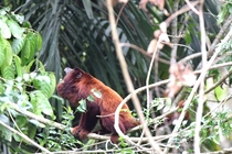 The alpha howler monkey doing what it does best 