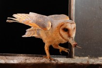 The Barn Owl Tyto alba 