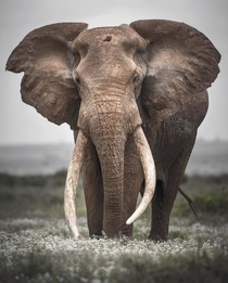 The beast of the savannah A big tusker bull elephant on Serengeti national park Tanzania