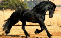 The beautiful Friesian horse Equus ferus caballus
