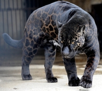 The Black Panther 